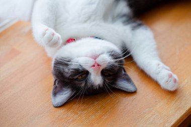 Kedi sırt üstü uyuyor.