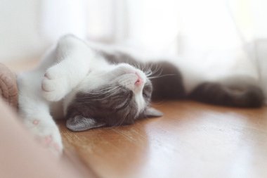 Kedi sırt üstü uyuyor.