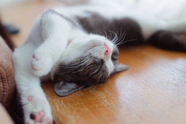 Kedi sırt üstü uyuyor.