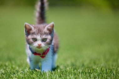 Çimlerin üzerinde tatlı kedi yavrusu yürüyor