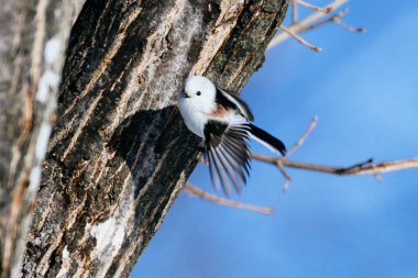  long tailed tit in winter