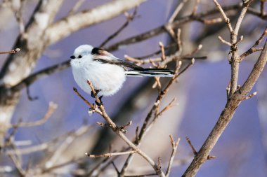  long tailed tit in winter