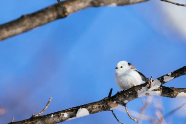  long tailed tit in winter
