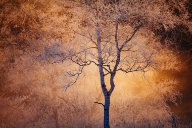 kapsamındaki frost ağaç ve gündoğumu