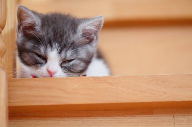 Evdeki merdivenlerdeki sevimli kedi yavrusu.
