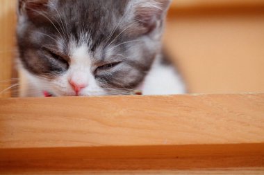 Evdeki merdivenlerdeki sevimli kedi yavrusu.