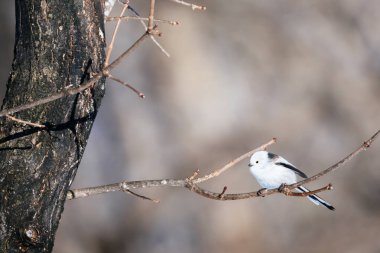 long tailed tit in winter