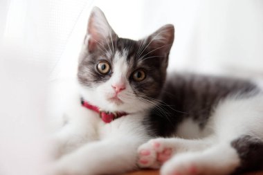 Pencerenin yanındaki sevimli kedi yavrusu.