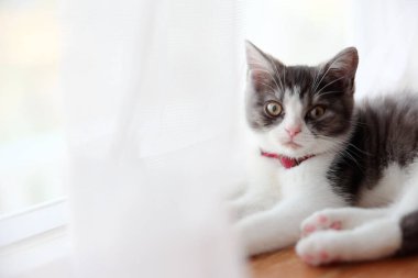 Pencerenin yanındaki sevimli kedi yavrusu.