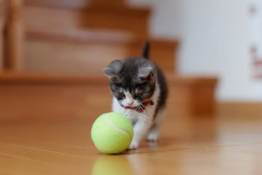 bir top oynayan kedi