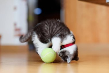 bir top oynayan kedi