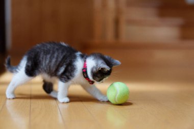 bir top oynayan kedi