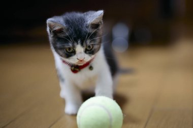 bir top oynayan kedi