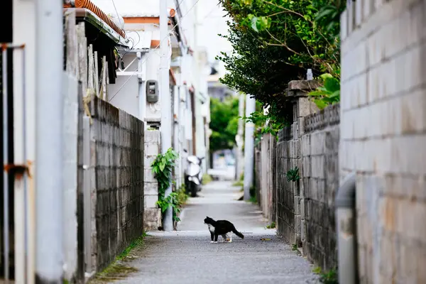 Stray cat in the back alley