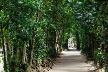 Fukugi Ağacı Okinawa 'da sıralanmış yol