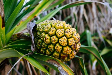 Pandanus odoratissimus in iriomote island clipart