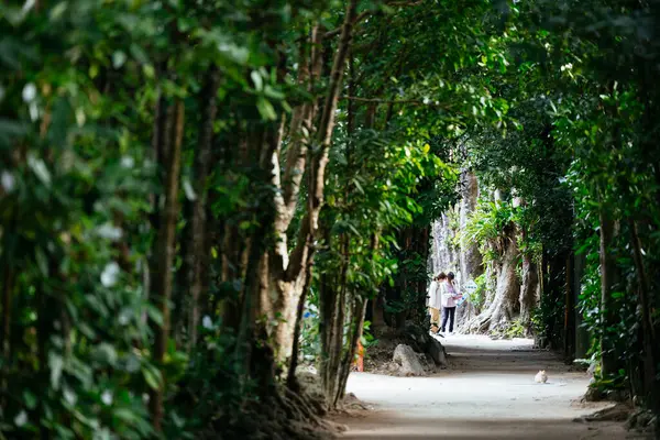 Fukugi Ağacı Okinawa 'da sıralanmış yol