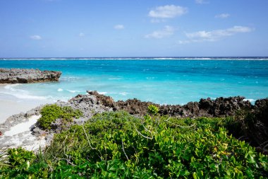 Kagoshima Japonya 'da domates plajı