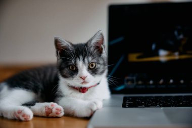 Dizüstü bilgisayarın yanında sevimli bir kedi yavrusu