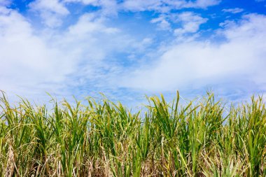 mavi gökyüzü ve şeker kamışı tarlası