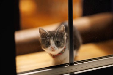 Pencerenin yanındaki sevimli kedi yavrusu.