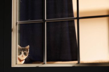 Pencerenin yanındaki sevimli kedi yavrusu.