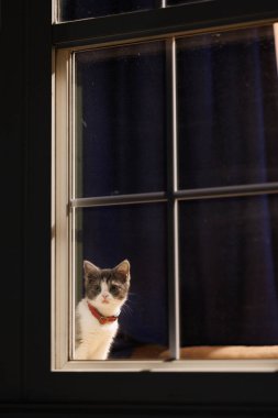 Pencerenin yanındaki sevimli kedi yavrusu.