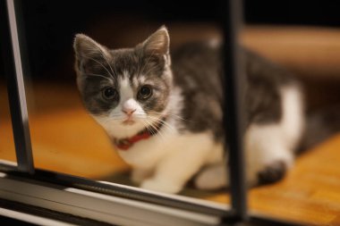 Pencerenin yanındaki sevimli kedi yavrusu.