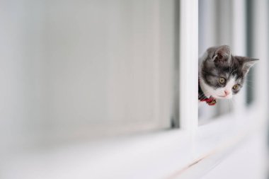 Pencerenin yanındaki sevimli kedi yavrusu.