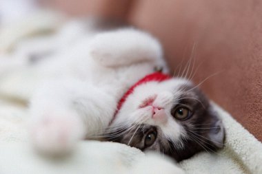 Sevimli kedi sırt üstü uyuyor.