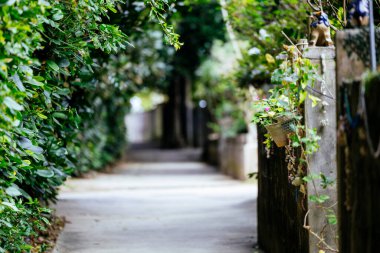 Fukugi Ağacı Okinawa 'da sıralanmış yol