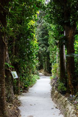 Fukugi Ağacı Okinawa 'da sıralanmış yol
