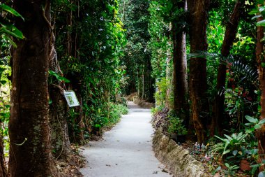 Fukugi Ağacı Okinawa 'da sıralanmış yol
