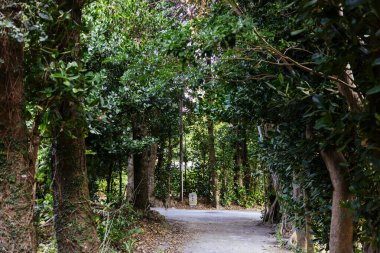 Fukugi Ağacı Okinawa 'da sıralanmış yol
