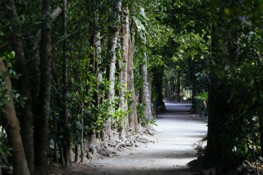 Fukugi Ağacı Okinawa 'da sıralanmış yol