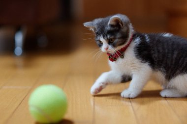 bir top oynayan kedi