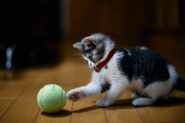 bir top oynayan kedi