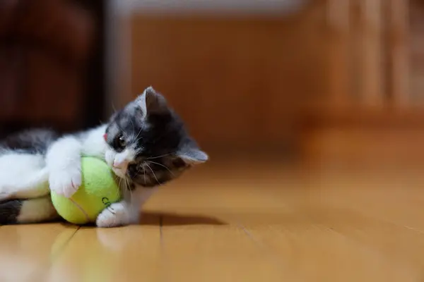 stock image Kitten playing with a ball