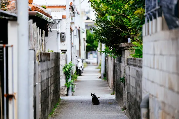 stock image Stray cat in the back alley