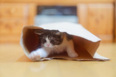 Kedi yavrusu kese kağıdında oynuyor.