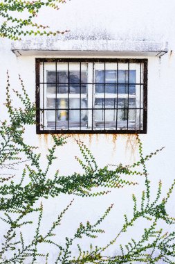 sarmaşıklı beyaz duvarlar ve pencereler