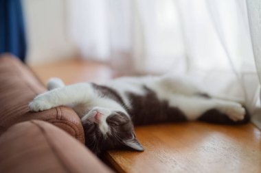 Kedi sırt üstü uyuyor.