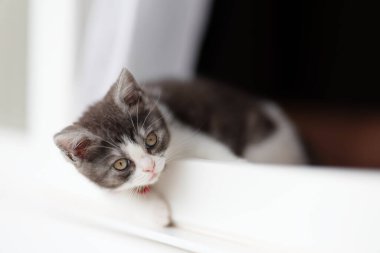 Pencereden dışarı bakan kedi yavrusu