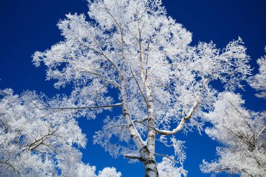  Buz kaplı ağaç ve mavi gökyüzü
