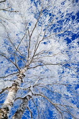  Buz kaplı ağaç ve mavi gökyüzü