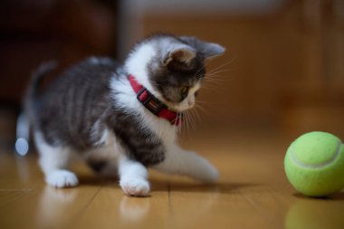 bir top oynayan kedi