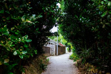 Fukugi Ağacı Okinawa 'da sıralanmış yol
