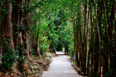Fukugi Ağacı Okinawa 'da sıralanmış yol