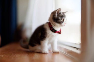 Pencerenin yanındaki sevimli kedi yavrusu.