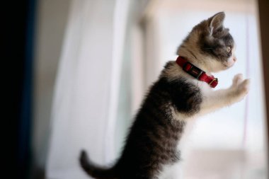 Pencerenin yanındaki sevimli kedi yavrusu.